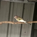 CREAM PIED BOURKE PARROTS