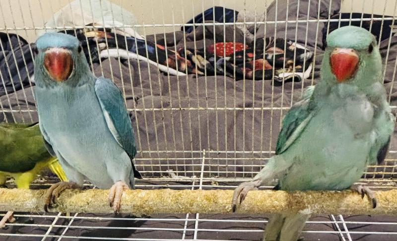 Hand raised Indian ring necks