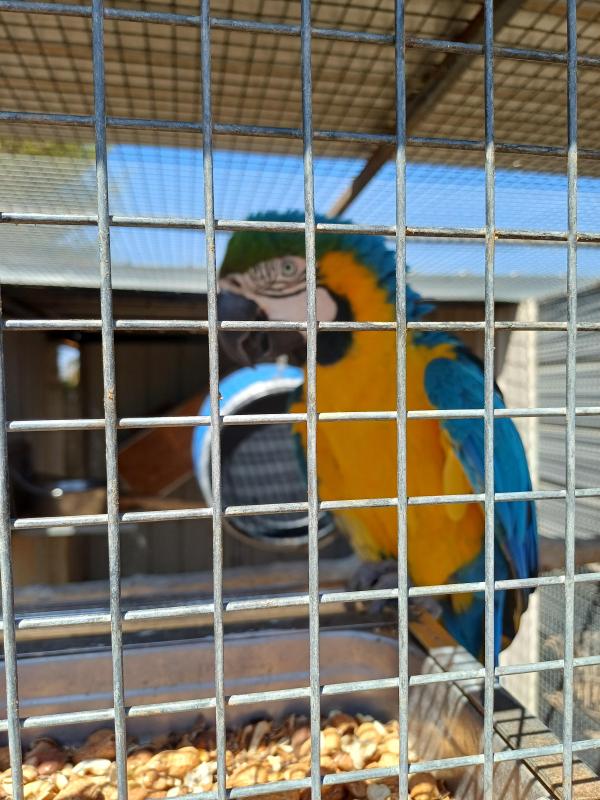 Breeding blue and gold cock bird