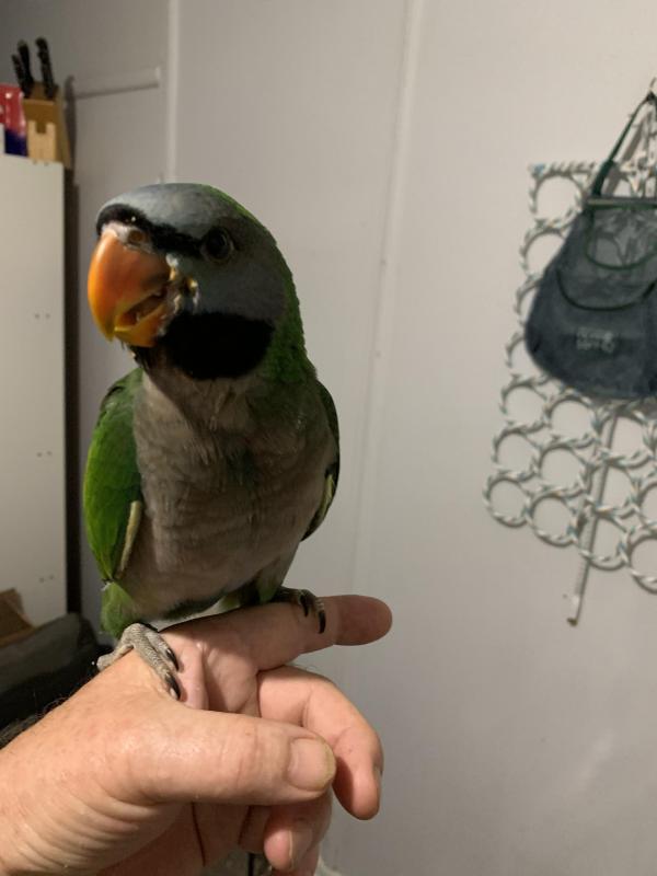 Hand raised Derbyian