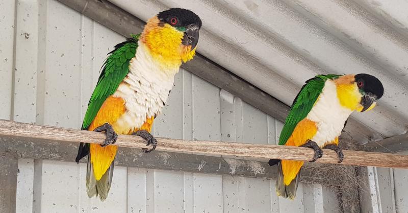 Bonded pair of Black headed caiques