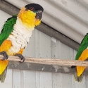 Bonded pair of Black headed caiques