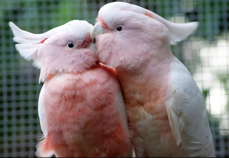 Proven pair of Major Mitchells