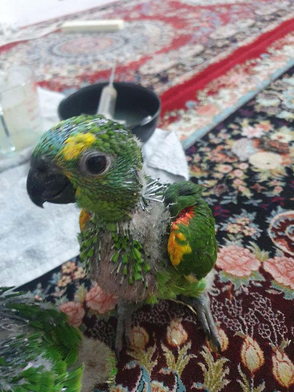 Baby blue front amazon