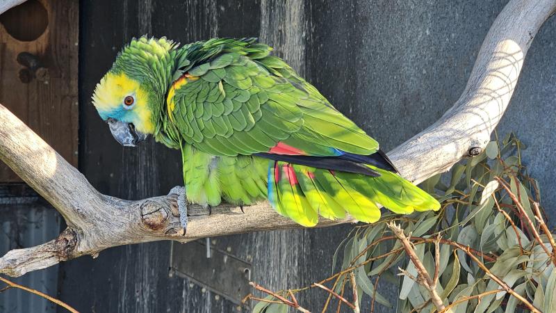 Proven Pair of Blue fronted amazons