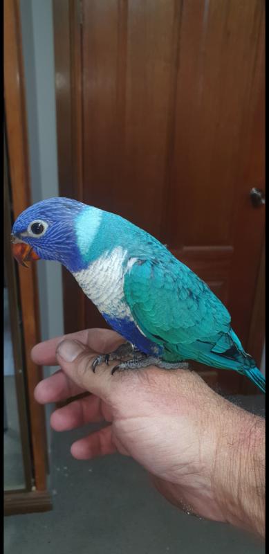 Blue rainbow lorikeet