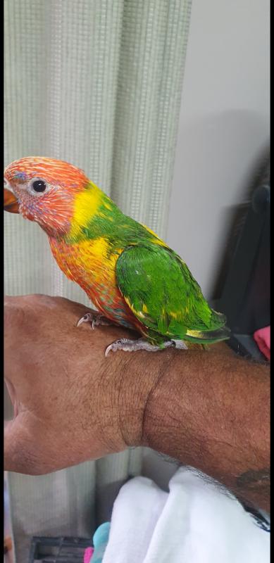 Blue front pied rainbow lorikeet