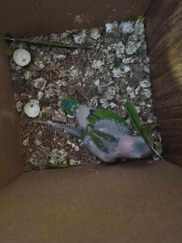 Brown throated conure for hand raising