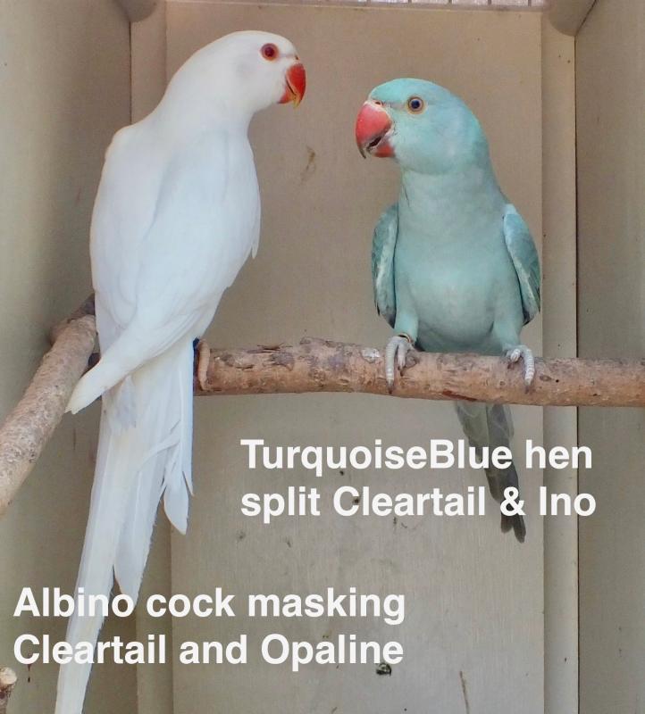 IDIAN RINGNECK MUTATIONS