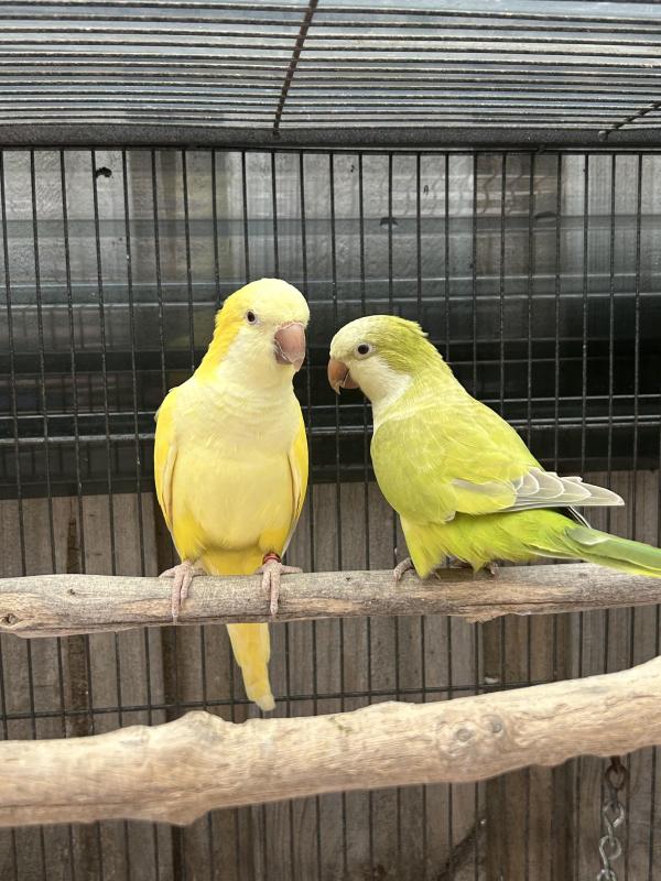 Breeding Pair Quaker Parrots