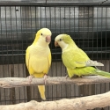 Breeding Pair Quaker Parrots