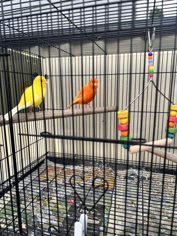 Pair Of Canarys