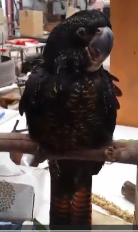 Naso Red Tailed Black Cockatoo Young Male