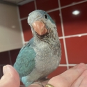 Hand Raised Blue Quaker 10 Weeks Old