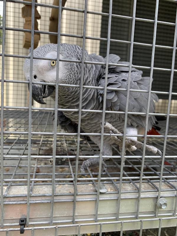 African grey proven cock bird