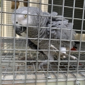 African grey proven cock bird