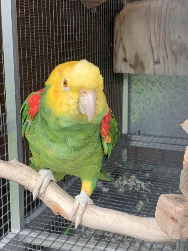 Double yellow headed amazon breeding pair