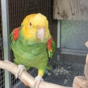 Double yellow headed amazon breeding pair