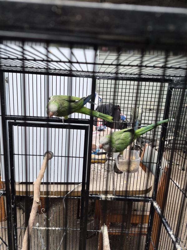 5 Year Old Proven Breeding Green Quaker Pair
