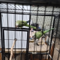 5 Year Old Proven Breeding Green Quaker Pair