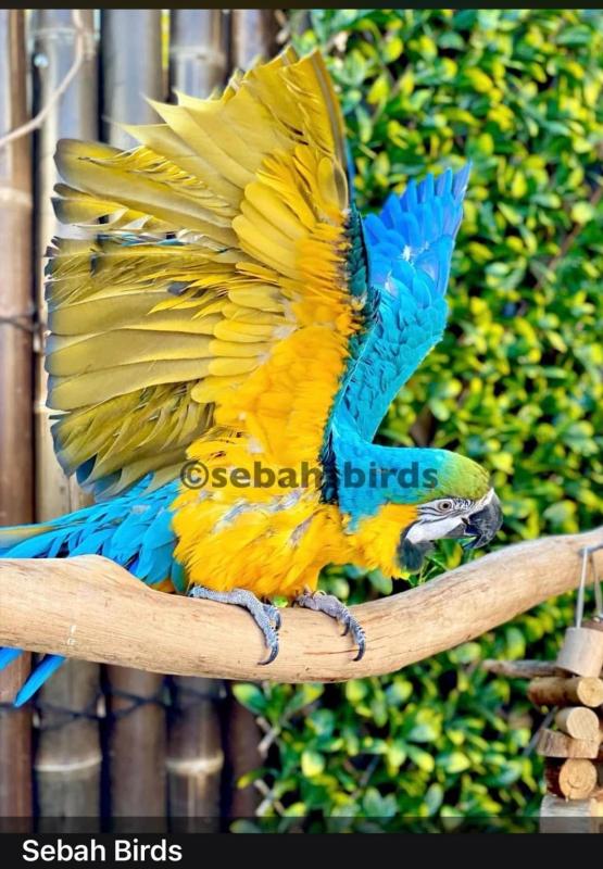 Rio Blue & Gold Macaw Coke bird  years old