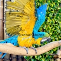 Rio Blue & Gold Macaw Coke bird  years old