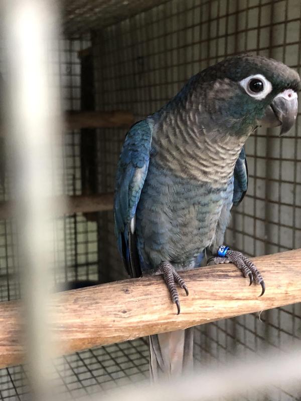 D/F violet Greencheeks