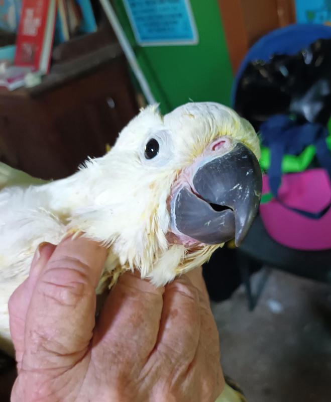 Young Hand-raised Sulphur crested Cockatoo, friendly.