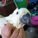 Young Hand-raised Sulphur crested Cockatoo, friendly.