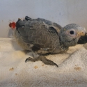 African grey parrot