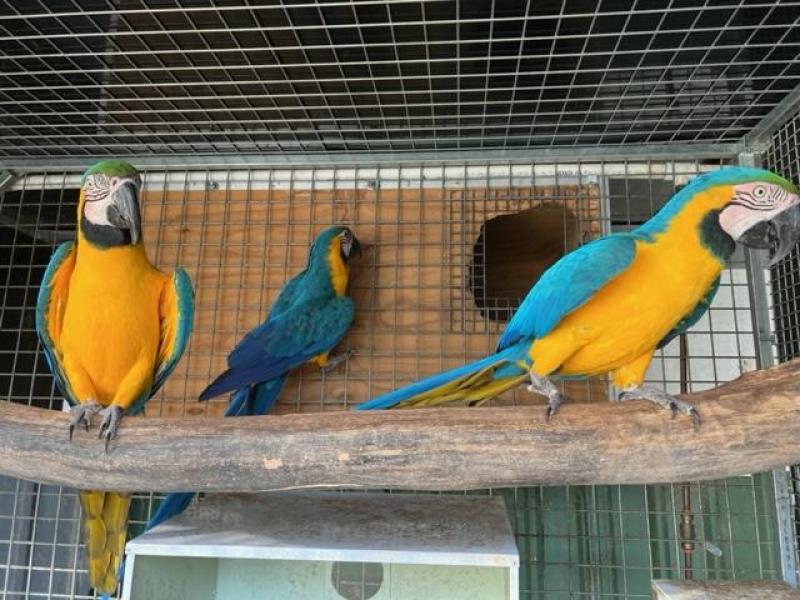 Blue and Glod Macaws