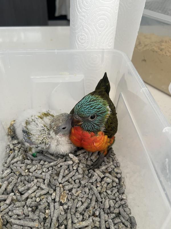 Hand raised lorikeet