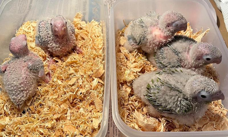 EOI - For handraising: Only 3 left - baby pineapple green cheeked conures