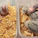 EOI - For handraising: Only 3 left - baby pineapple green cheeked conures