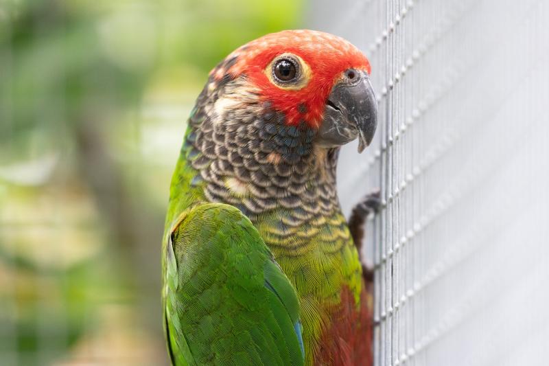 Rosei Frons Conures