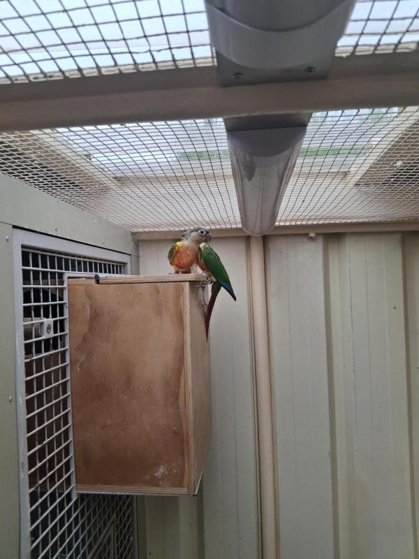 Green Cheeked Conures/Double Factor