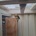 Green Cheeked Conures/Double Factor