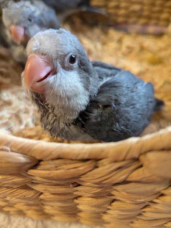 Baby Cobalt Quakers Hand Raised