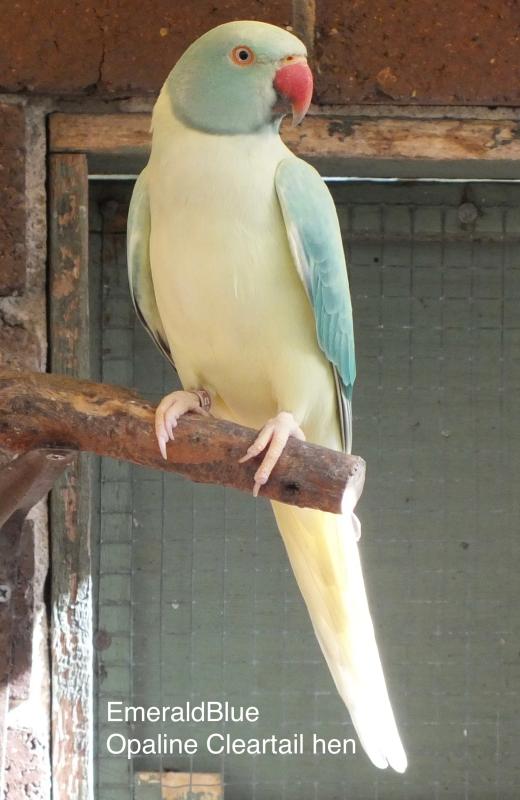 INDIAN RINGNECK MUTATIONS