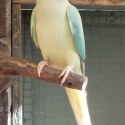 INDIAN RINGNECK MUTATIONS