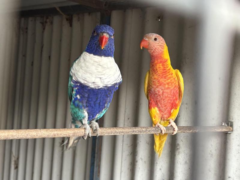 Lorikeets (blue genes)