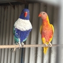 Lorikeets (blue genes)