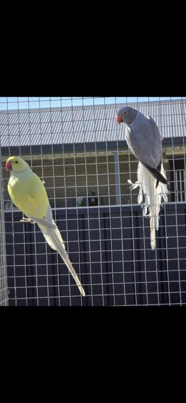 Dilute ringnecks REDUCED PRICES