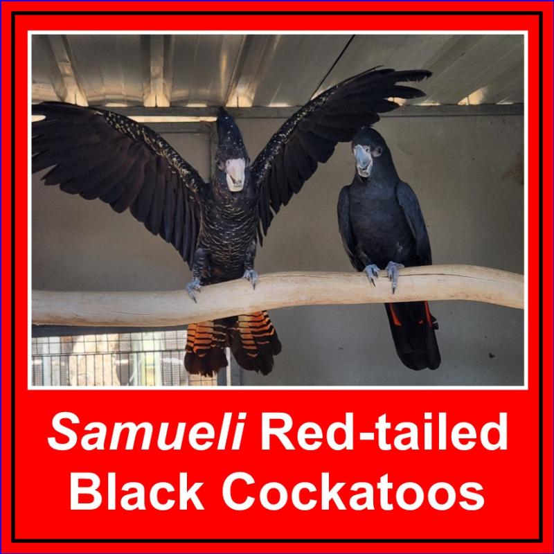 Red-tailed Black Cockatoos For Sale