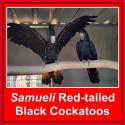 Red-tailed Black Cockatoos For Sale