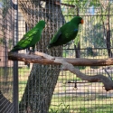 Eclectus Parrots