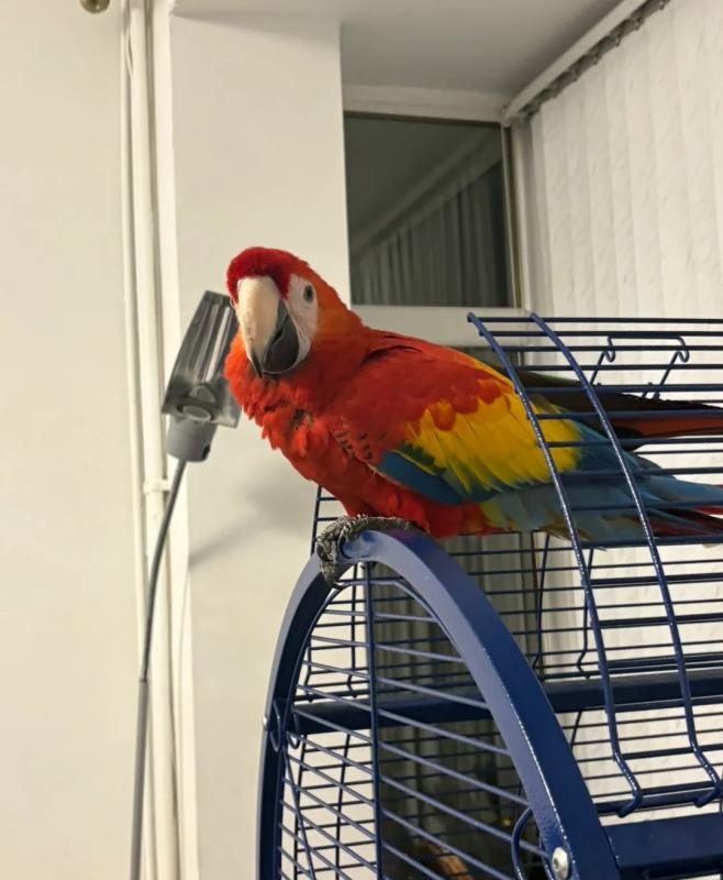 Scarlet Macaw - 9-months old