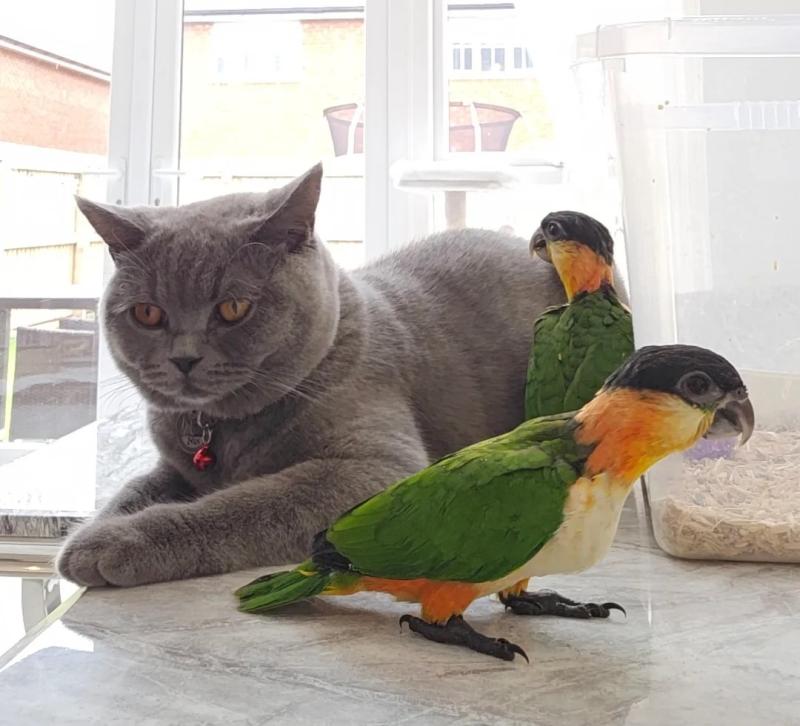 Black-headed Caiques