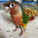 High Red yellow sided conure