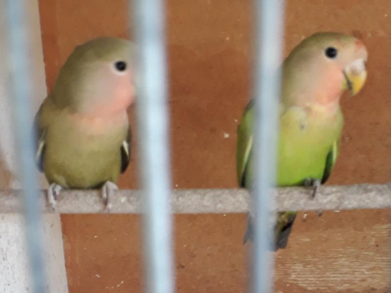 Breeding pairs of Peach face